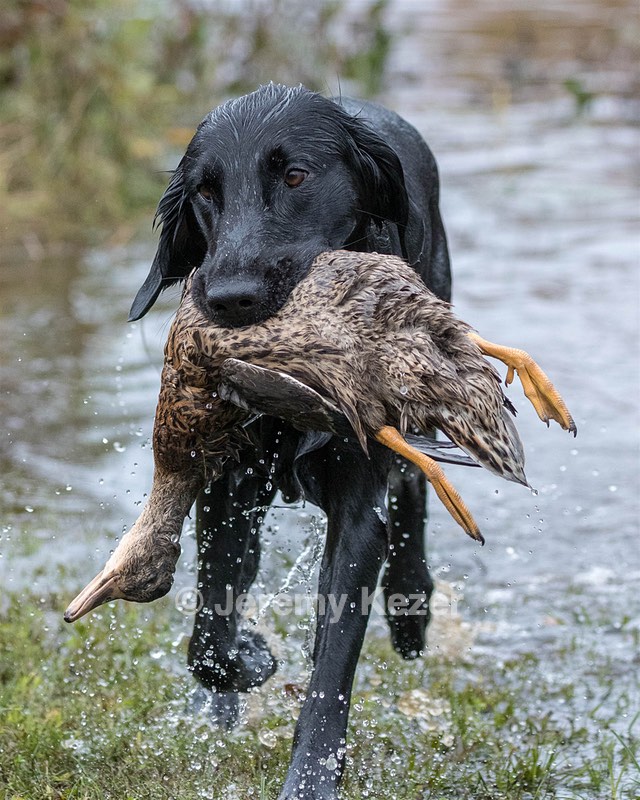 Cooper Westcot
