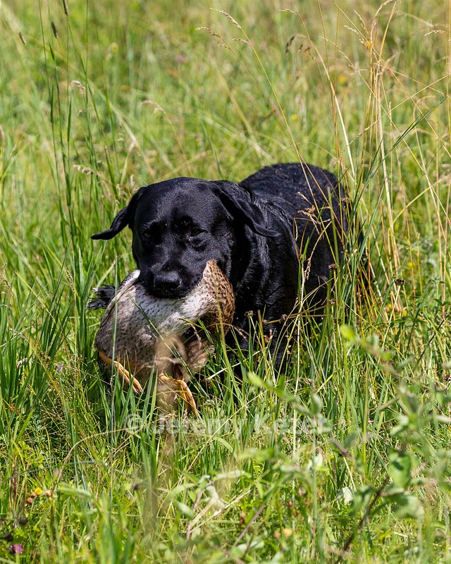 Scout