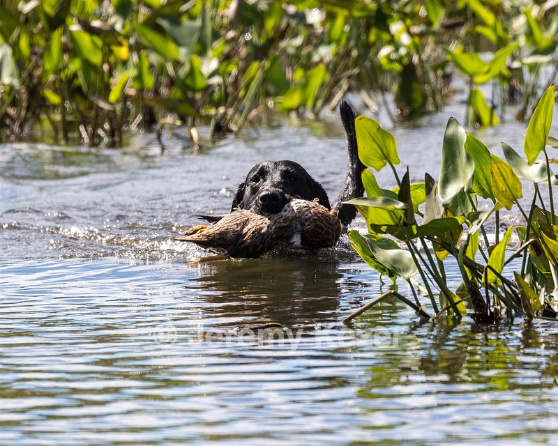 Cole Thorne