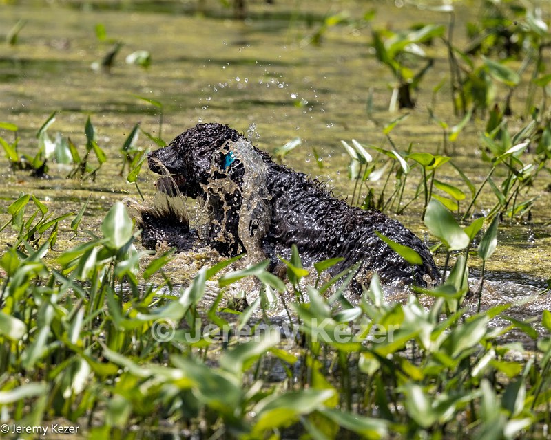 Ghillie