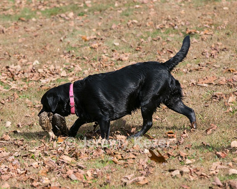 Mimi