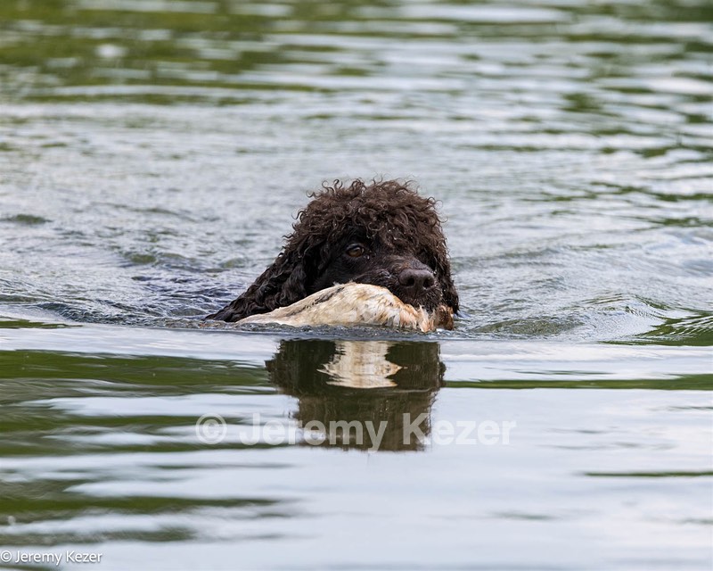 Ghillie