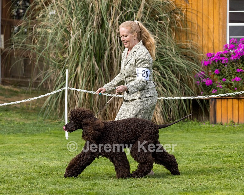 20 - CH COOMARA OGHA O'BOBN AT BELTANE CD BN RN BCAT RATO CGC TKI (Bob'N)