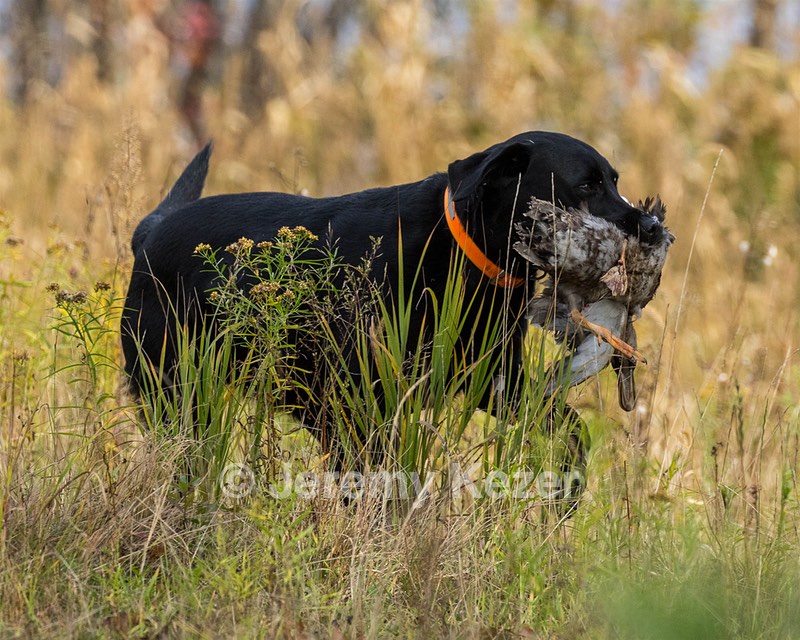 Westview's Black Sofie (Sofie)
