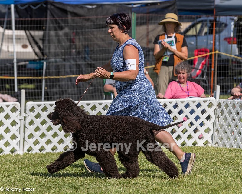43 - GCH CH Chantico's Shelter From The Storm CD RA MX AXJ MXP2 MJP2 MJPB XF DS (Reef)