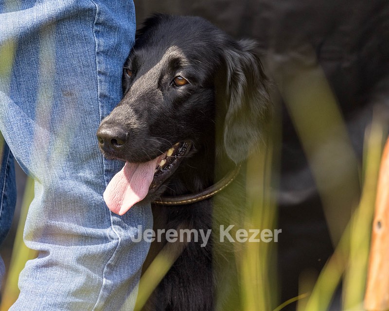 Ziva