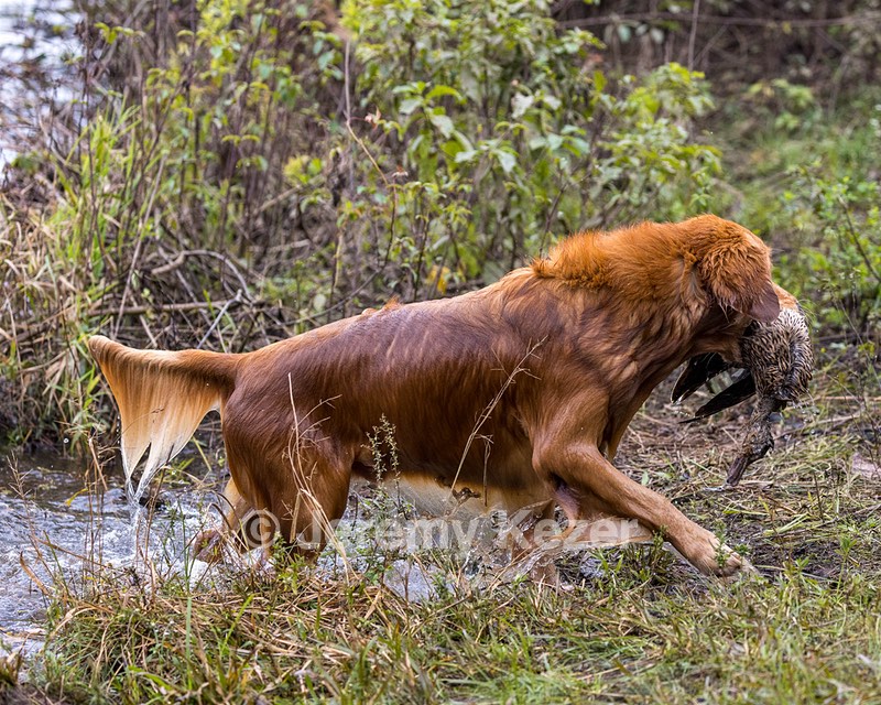 Tiger McCluer