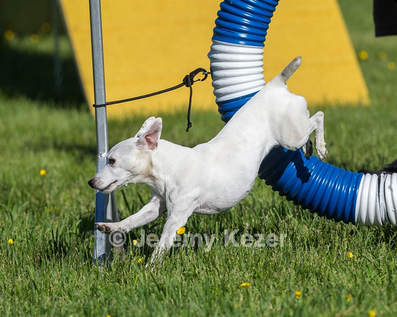 Dixie Labriola