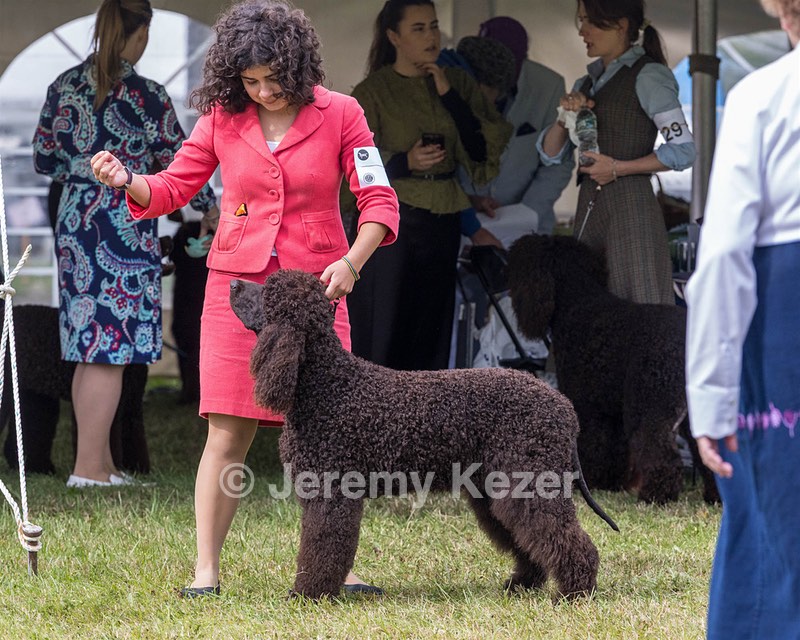 09 - GCH CH POOLE'S IDE DARK KNIGHT RN CGC TKN ATT (Oscar)