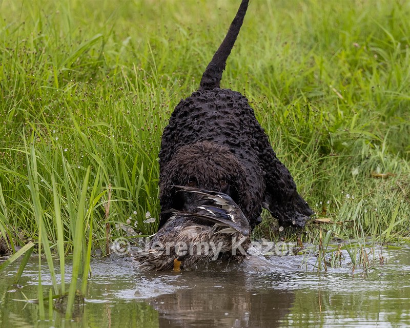 Ghillie Kezer
