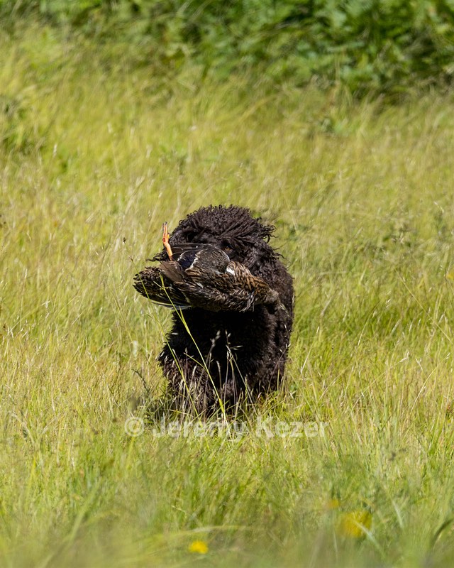 Ghillie Kezer