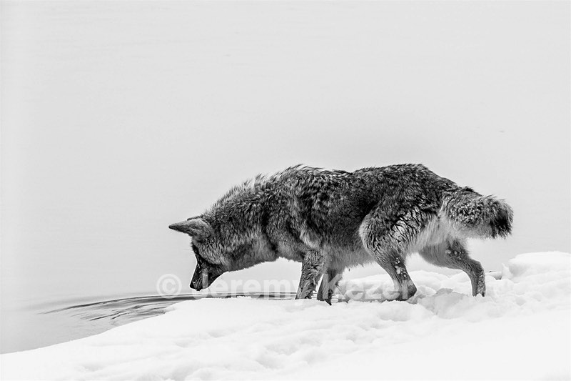 Coyote, Yellowstone National Park