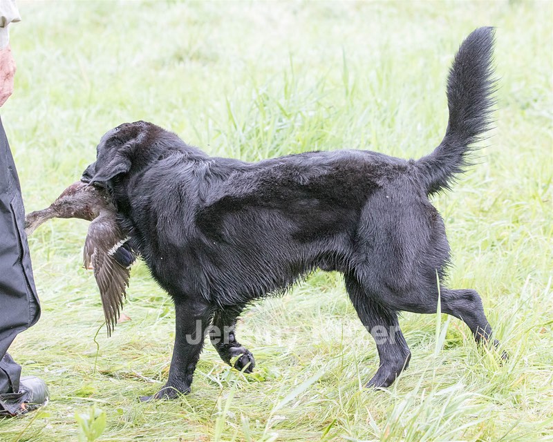 Ranger schuko