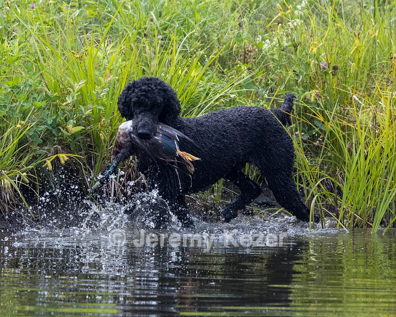 Briscoe Cassidy