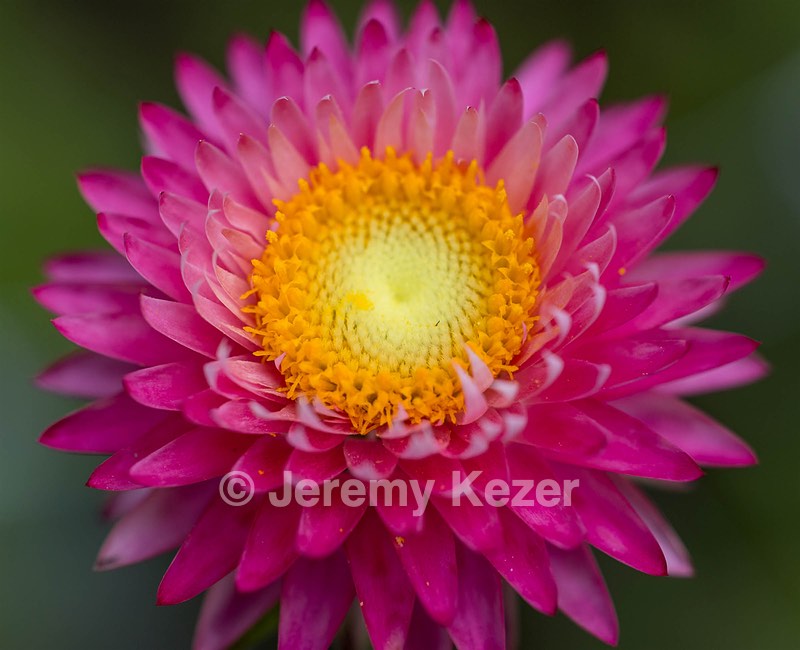 Strawflowers, Massachusetts