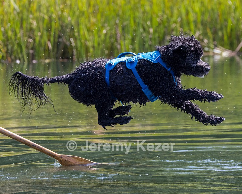 Fenwick Kutner