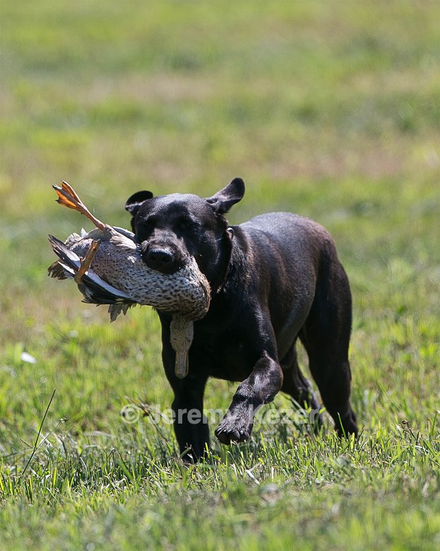 Moose Planty
