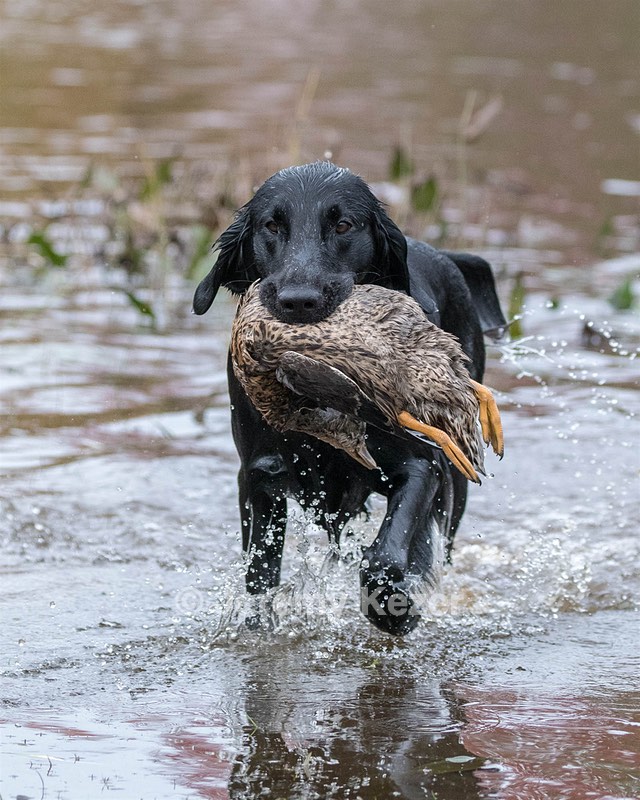 Cooper Westcot