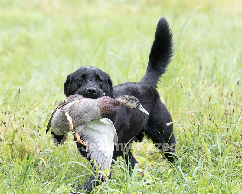 Ranger schuko