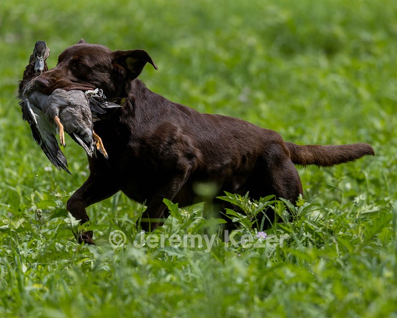 Moose Molle