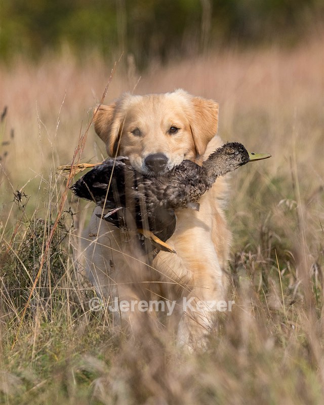 Blaze