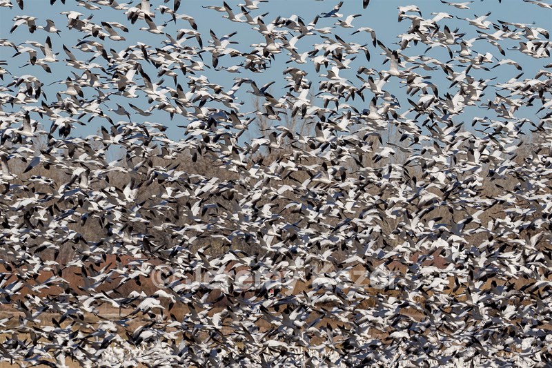 Snow Geese, Bosque del Apache, New Mexico