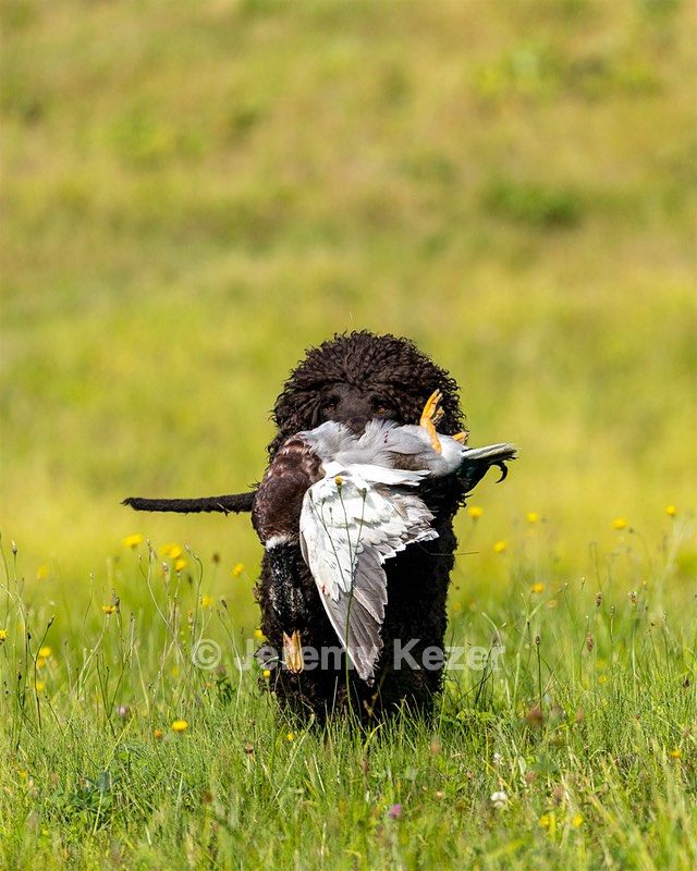 Ghillie Kezer