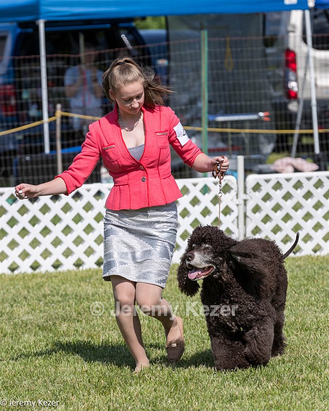 47 - GCH CH Poole's Ide Reversal Of Fortune