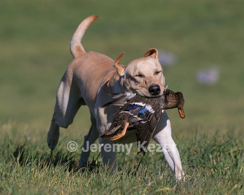 Barley