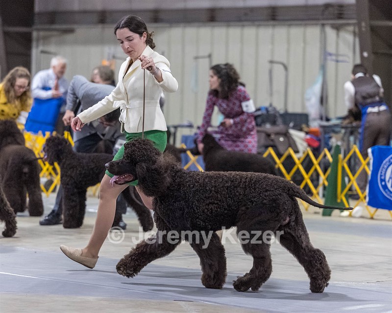 09 - GCH CH POOLE'S IDE RIPTIDE RI DS CGC (Rip)