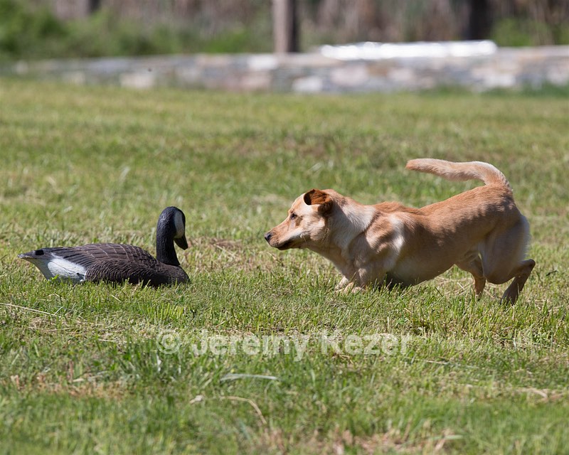 20130601-SHRL-0344.jpg