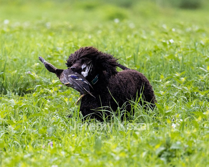 Ghillie Kezer