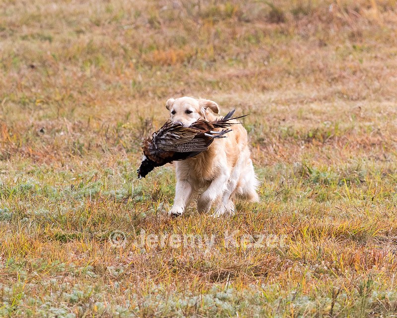 Ghillie