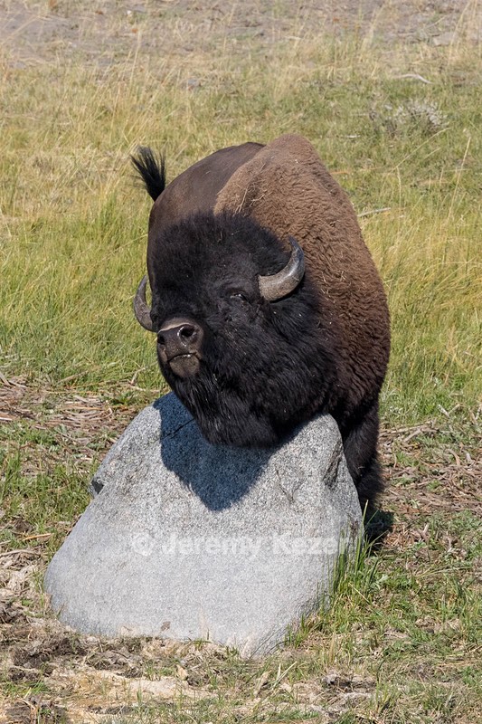 Yellowstone National Park