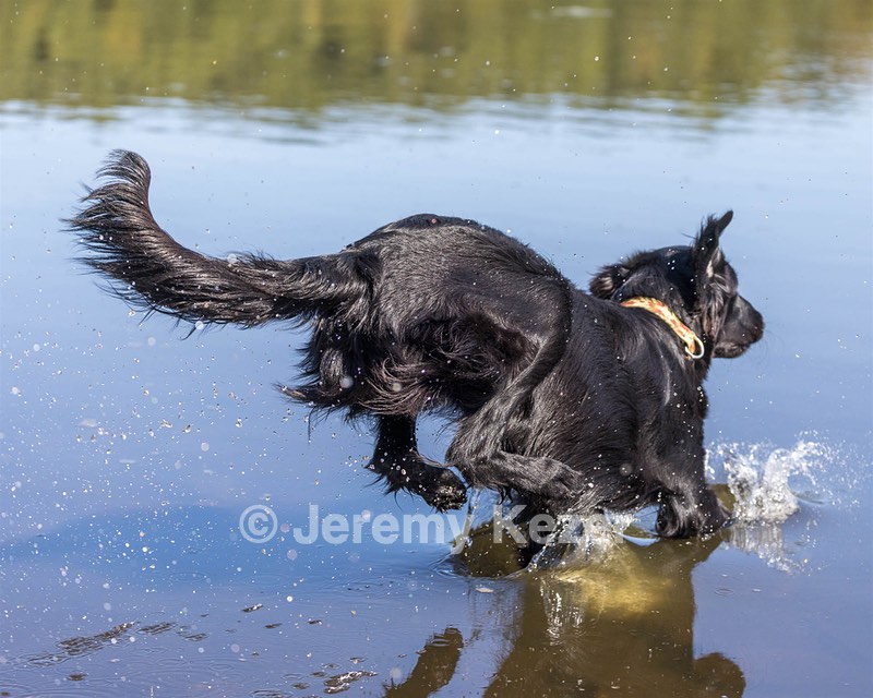 Mocean Klein