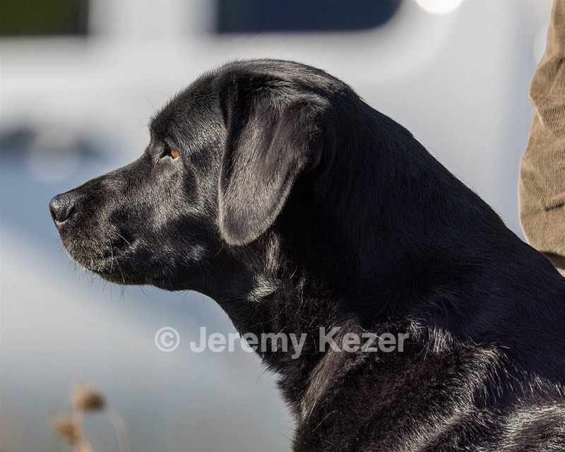 Gemma