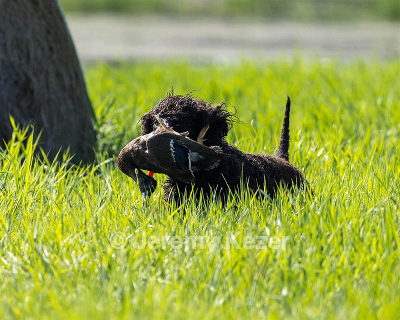 Ghillie Kezer