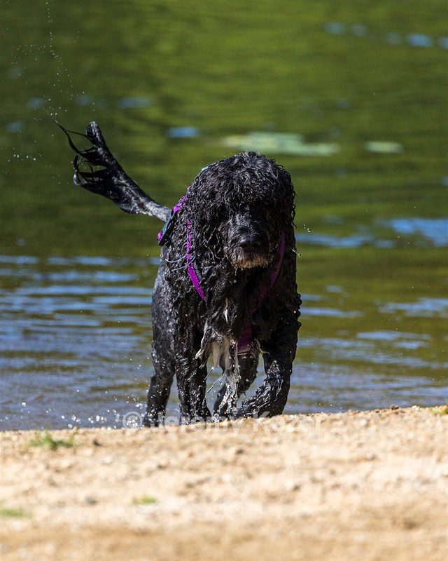 Perry Schaub