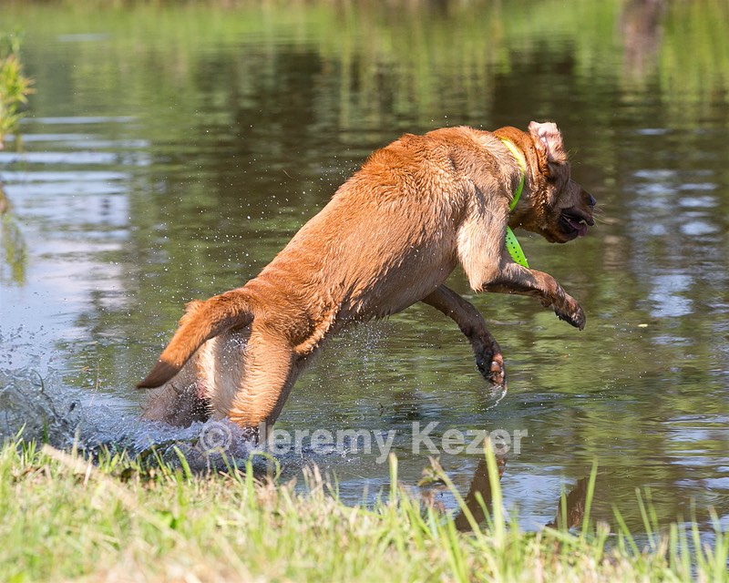 Gator Roche