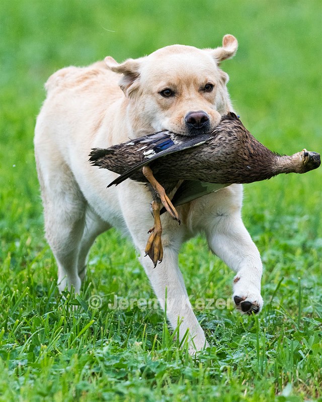 Didi Mines