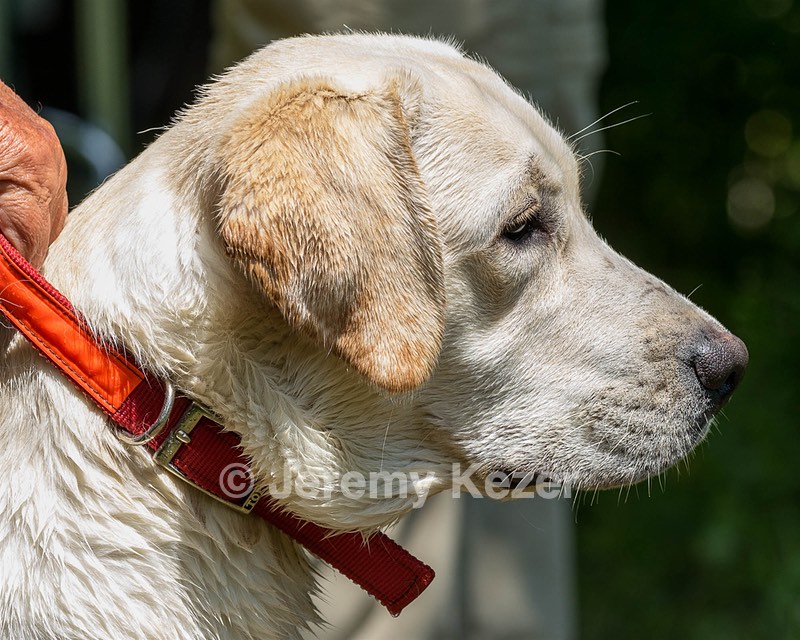 Henry