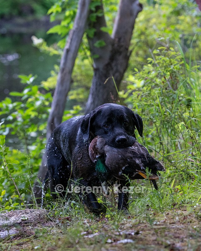 Waylon
