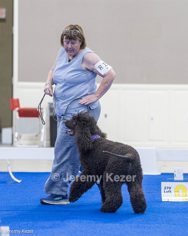 R15 - GCH CH LANDACRE'S NORDIC SAILOR DN CGC TKI