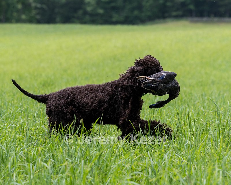 Ghillie Kezer