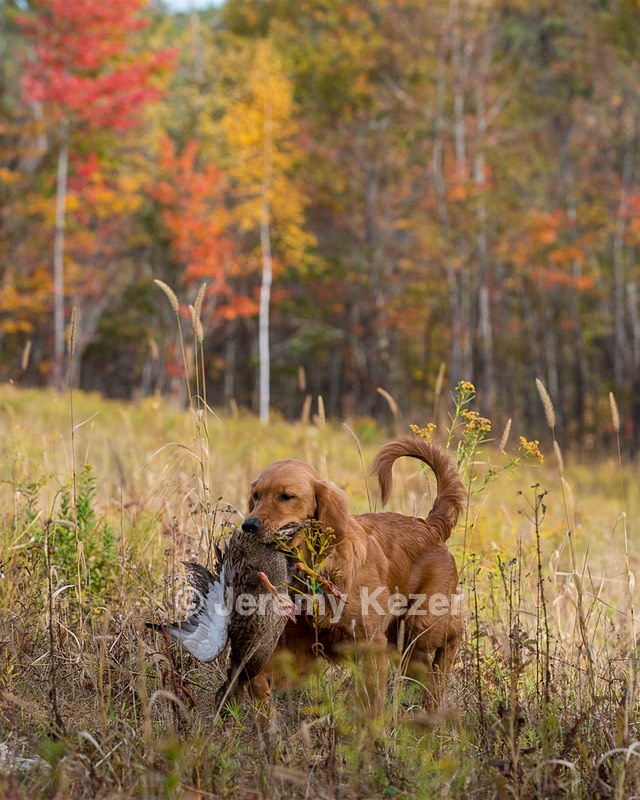 Marsha Wilcox's Pete