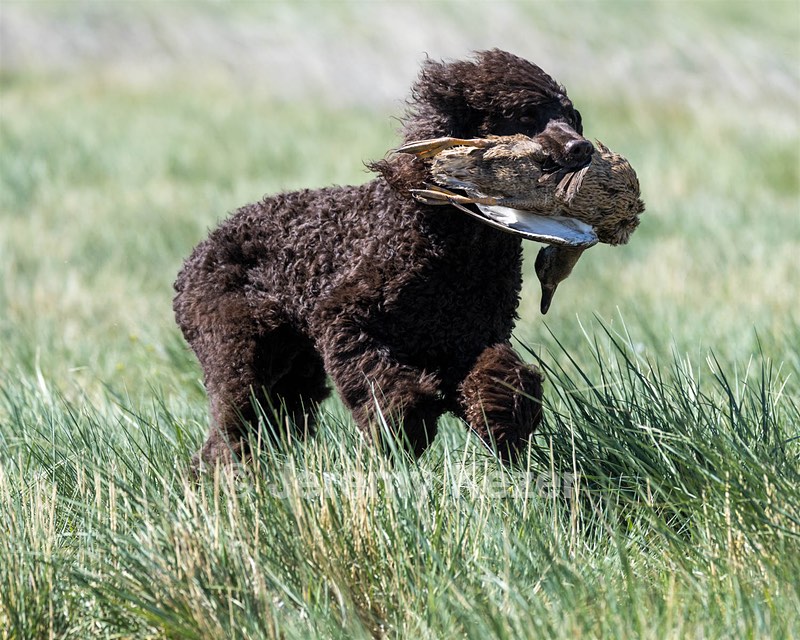 Ghillie