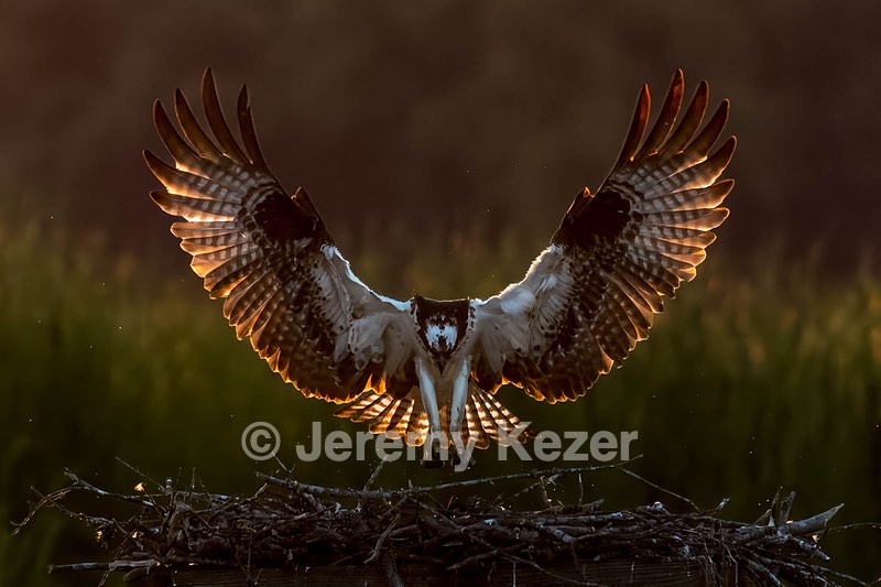 Osprey, Maryland