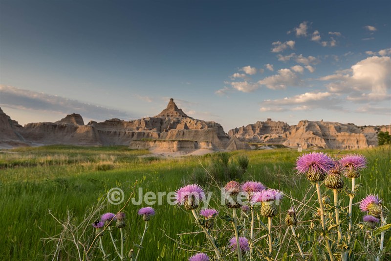 Thistle, Badlands National Park, South Dakota