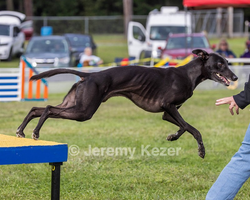 Ringo Donner