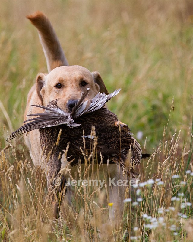 RUFF Millheim